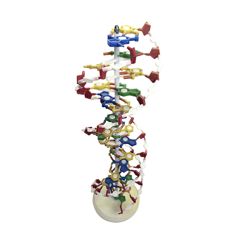 DNA modeli, DNA çift sarmal modeli, DNA renkli çift sarmal tıbbi modeli