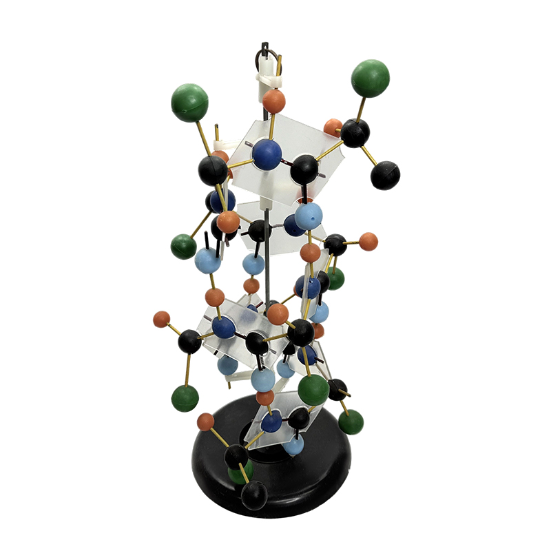 Eğitim ekipmanları DNA yapısı modeli biyolojik modeli 