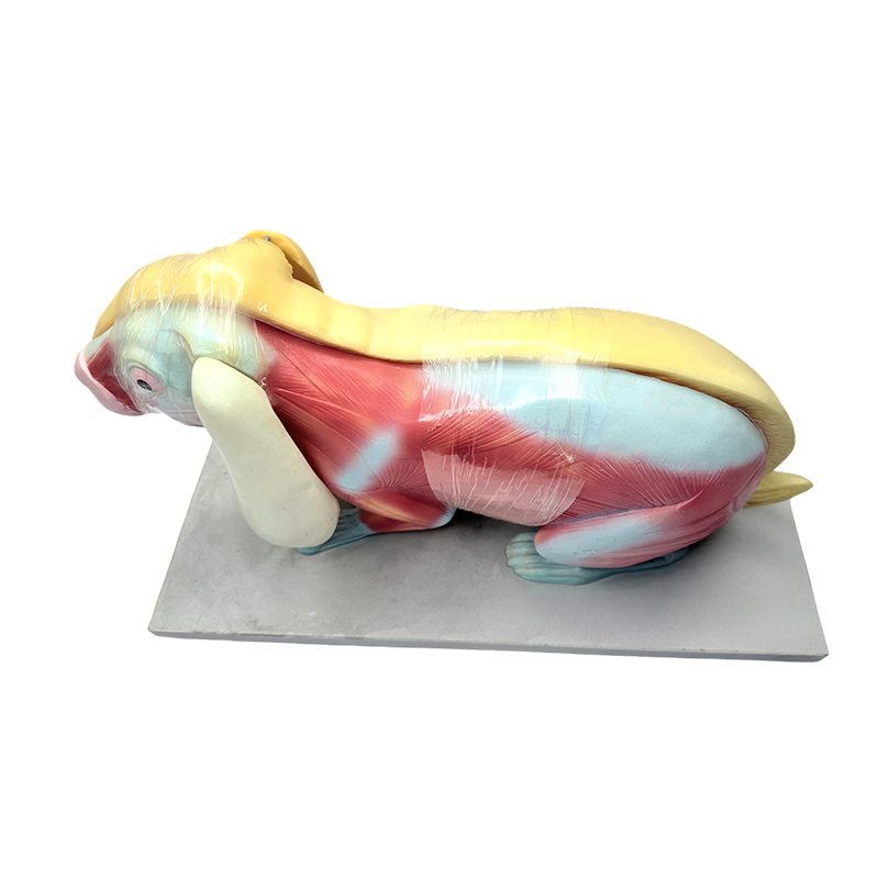 Biyoloji öğretim modeli tavşan anatomisi modeli