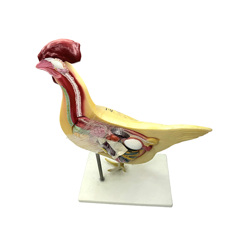Tavuk modeli doğal üniversitesi tıp bilimi biyoloji öğretim modeli öğretim aracı kümes hayvanları anatomisi modeli
