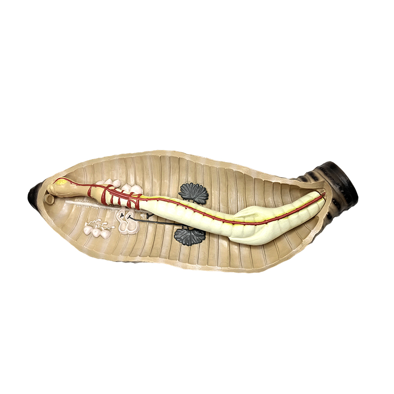 Orta ve lise biyoloji öğretim aracı solucan anatomik modeli
