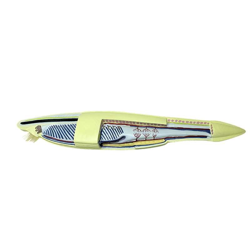 Biyolojik model için plastik amphioxus modeli balık modeli
