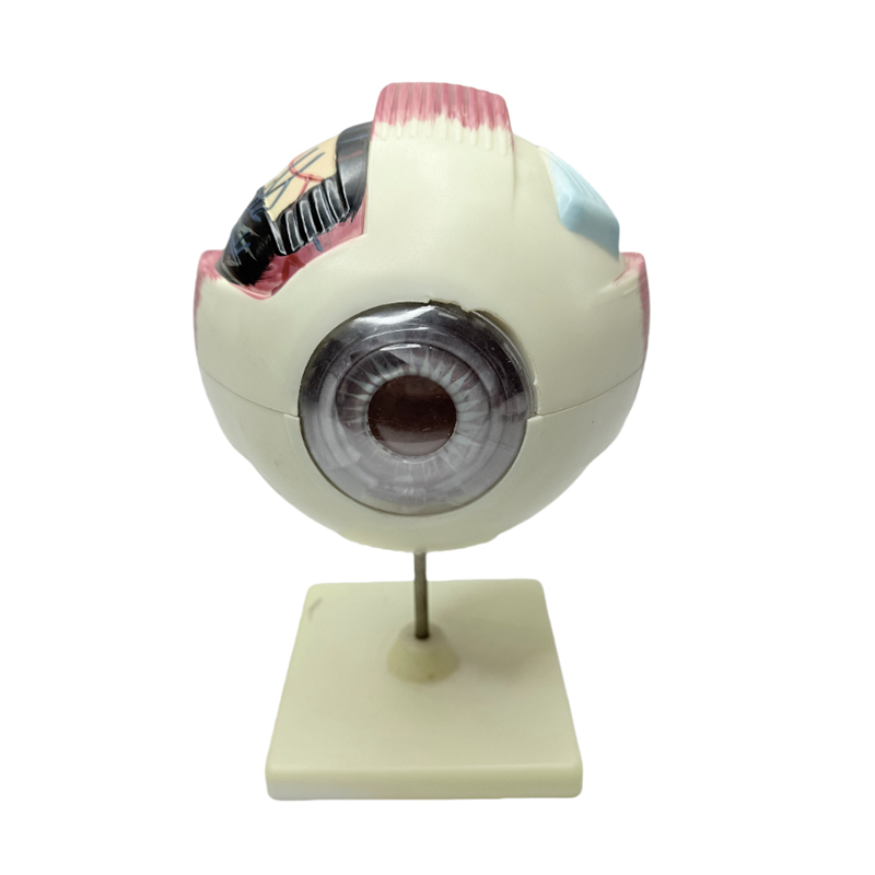 Göz modeli anatomisi göz modeli tıbbi öğrenme aracı 6x büyütücü göz anatomisi modeli