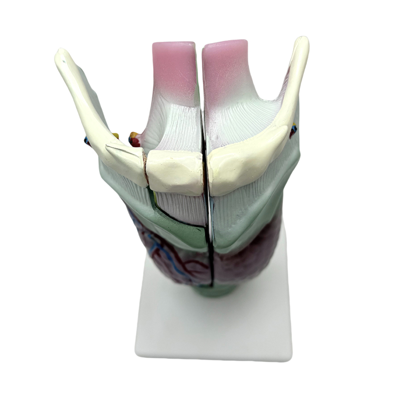 Tıbbi anatomik model okul ve hastane öğretimi laringeal anatomik model