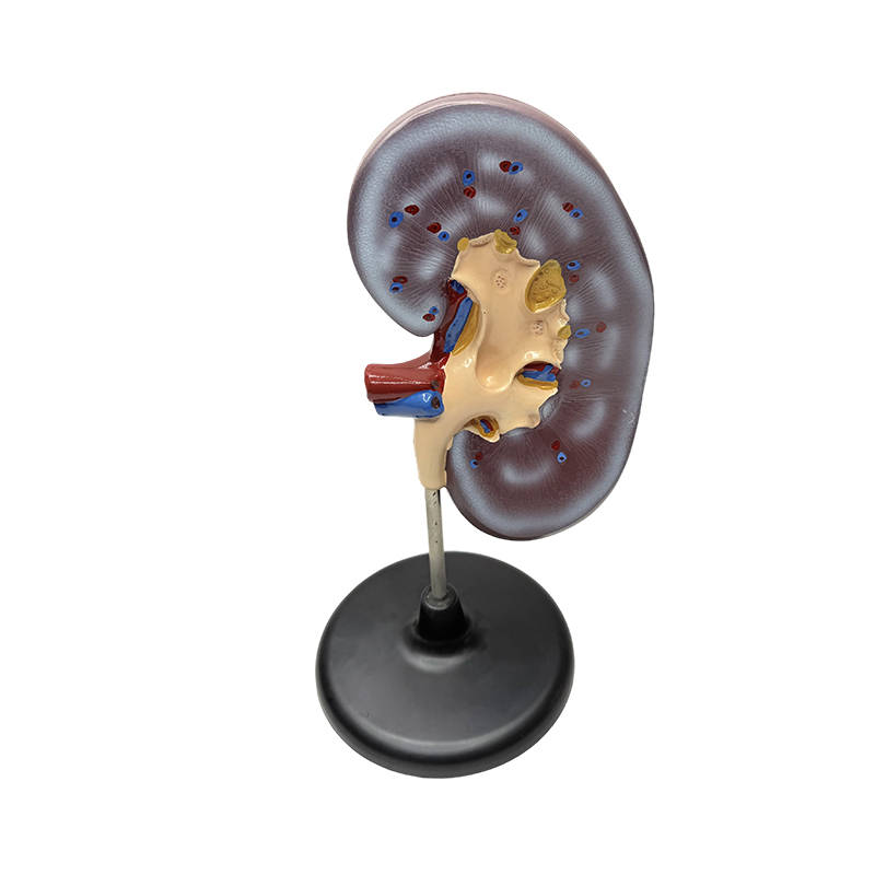 Eğitici insan böbrek anatomik modeli