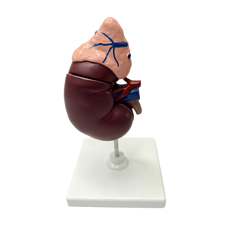 Böbrek ve adrenal modeller insan vücudunun anatomik modeli tıbbi model anatomik öğretim