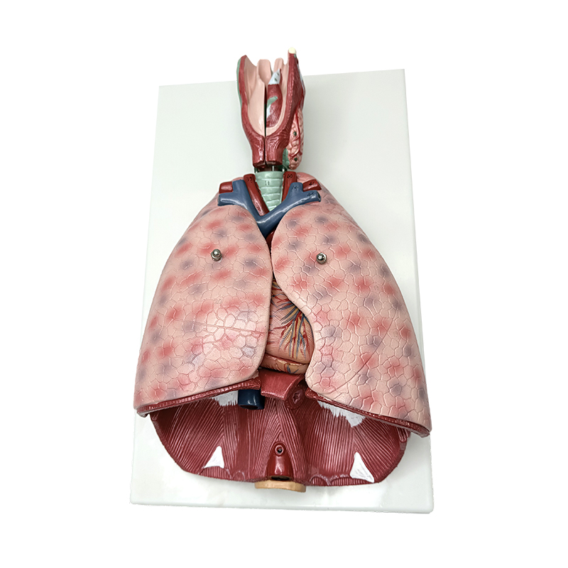 Akciğer anatomisi modeli ile gırtlak (7 parça) tıbbi insan öğretim modeli insan anatomik modeli