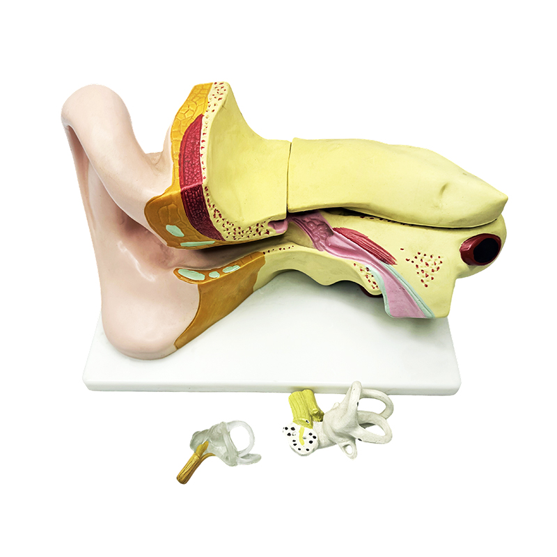 İnsan kulak anatomisi modeli kulak anatomisi modeli kulak anatomisi