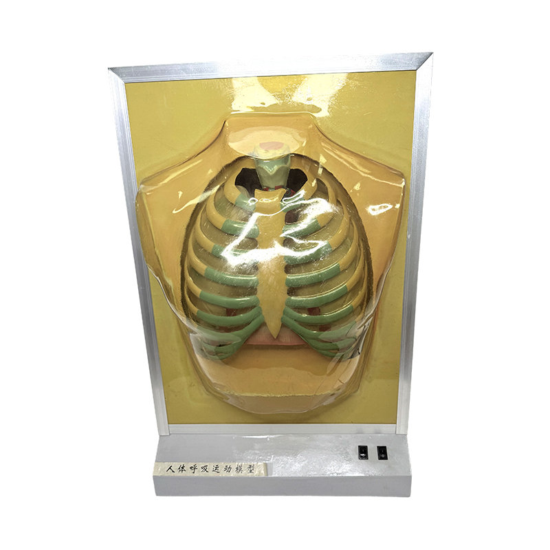 Öğretim ekipmanları insan organı modeli akciğer anatomisi modeli tıbbi öğretim yardımcıları solunum hareket simülatörü