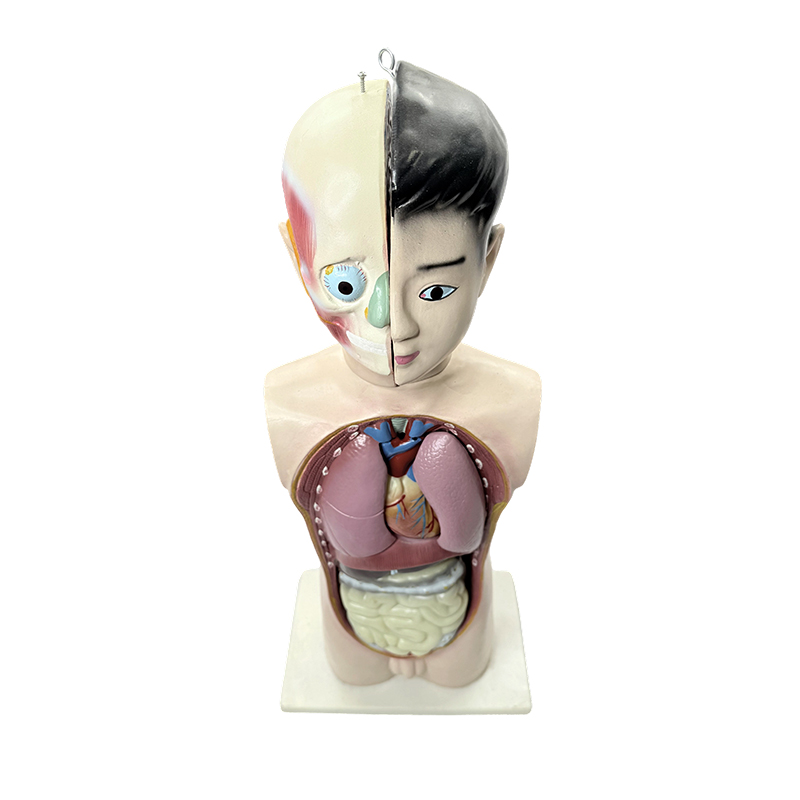 İnsan ergen yarım vücut gövde modeli 65 cm tıbbi biyoloji anatomik gövde modeli