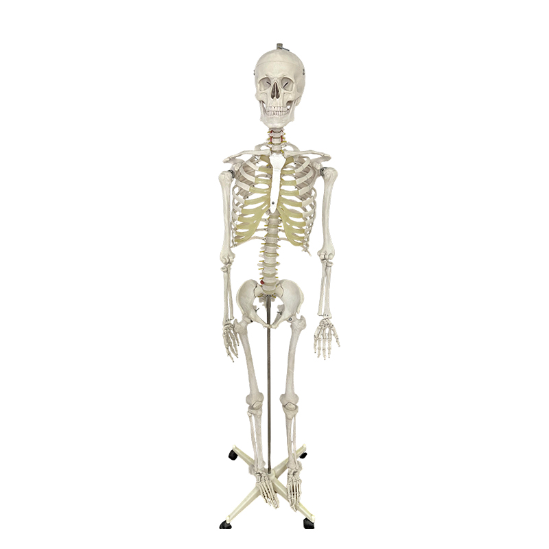 İnsan iskelet modeli 170cm