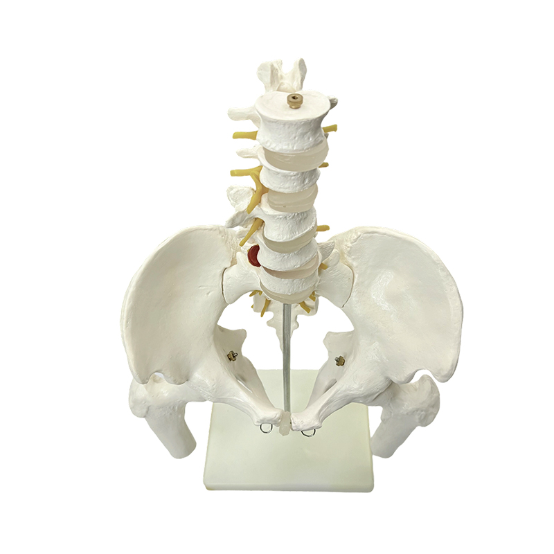 İnsan pelvik kemik anatomisi modelinin tıbbi öğretimi