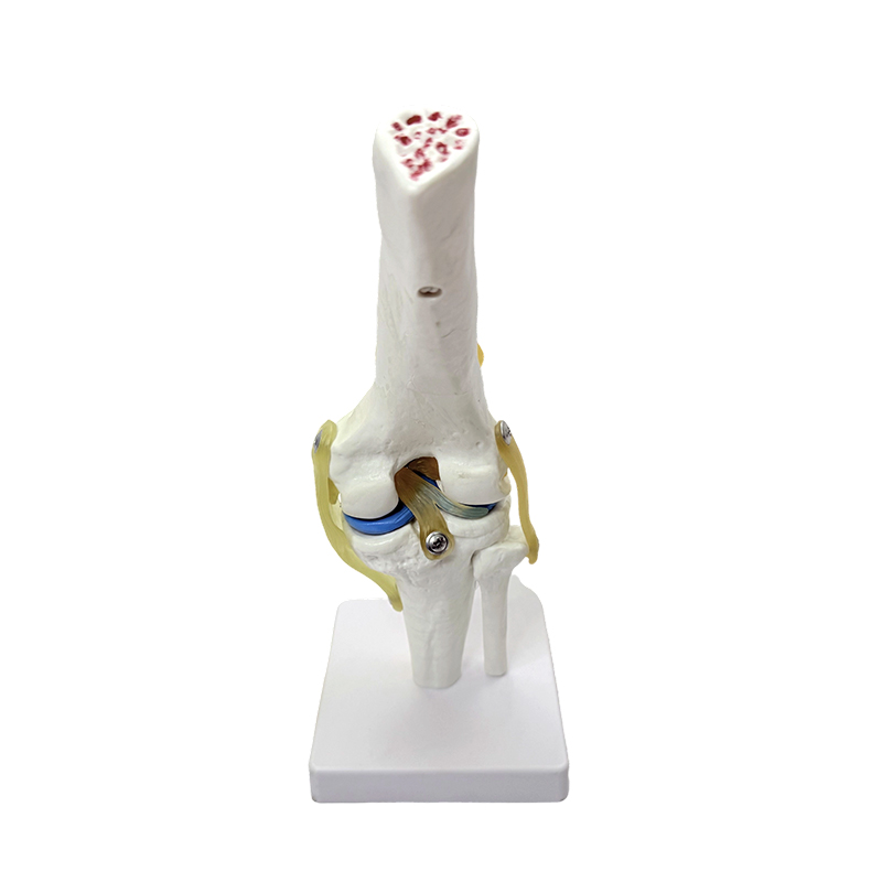 Anatomik model doğal büyük diz anatomisi modeli diz eklemi modeli