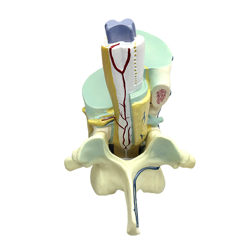 Biyomedikal öğretim modeli omurga ve vertebral kısmi modeller
