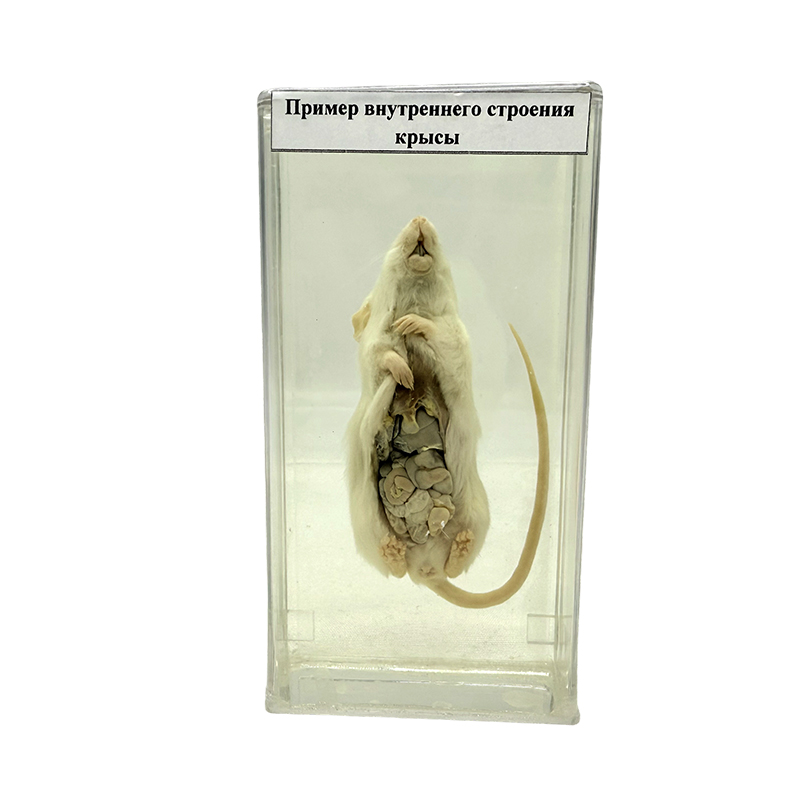 Sıçan anatomik örneği