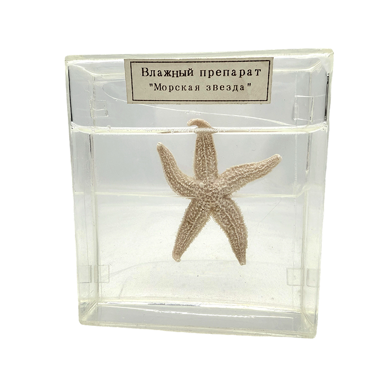 Deniz yıldızı biyolojik örneği